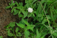 Lagascea mollis